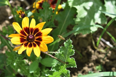 Hoverfly flying towards a rudbeckia flower